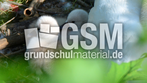 Höckerschwanküken (15).jpg